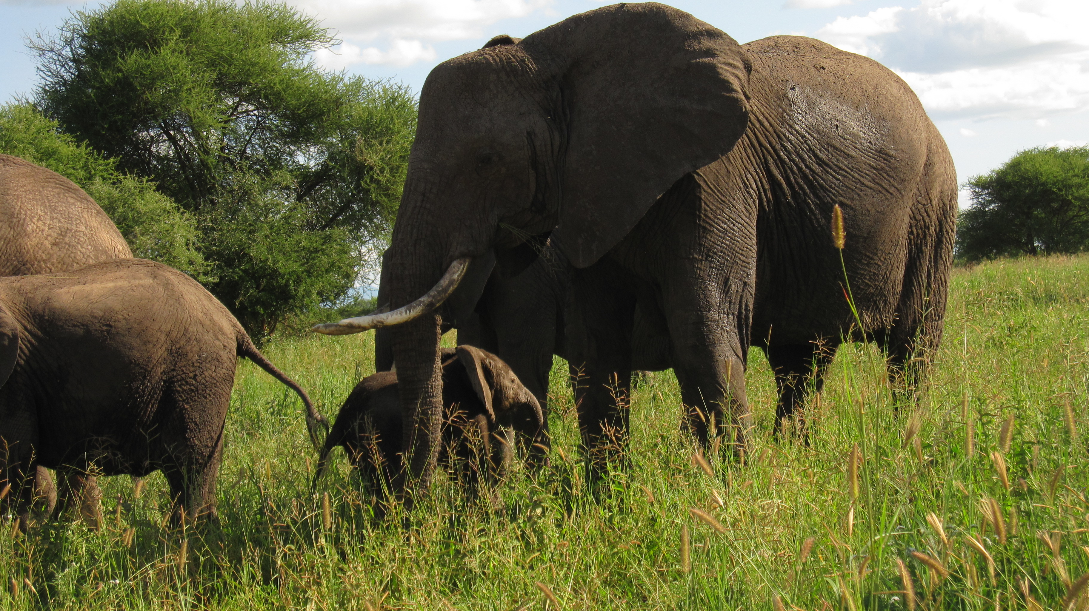 Think Locally When Acting Globally: Wildlife Conservation at Stake in Tanzania