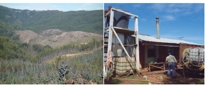 Report: “Water for whom? Water scarcity and tree plantations in Arauco Province (Chile)”