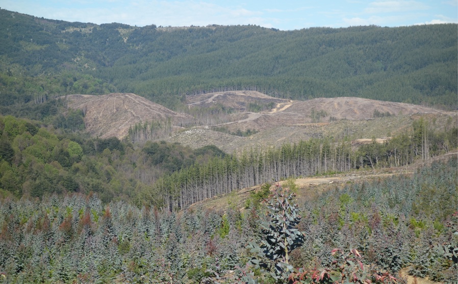 Struggling for land and water: resistances to tree plantations in Southern Chile