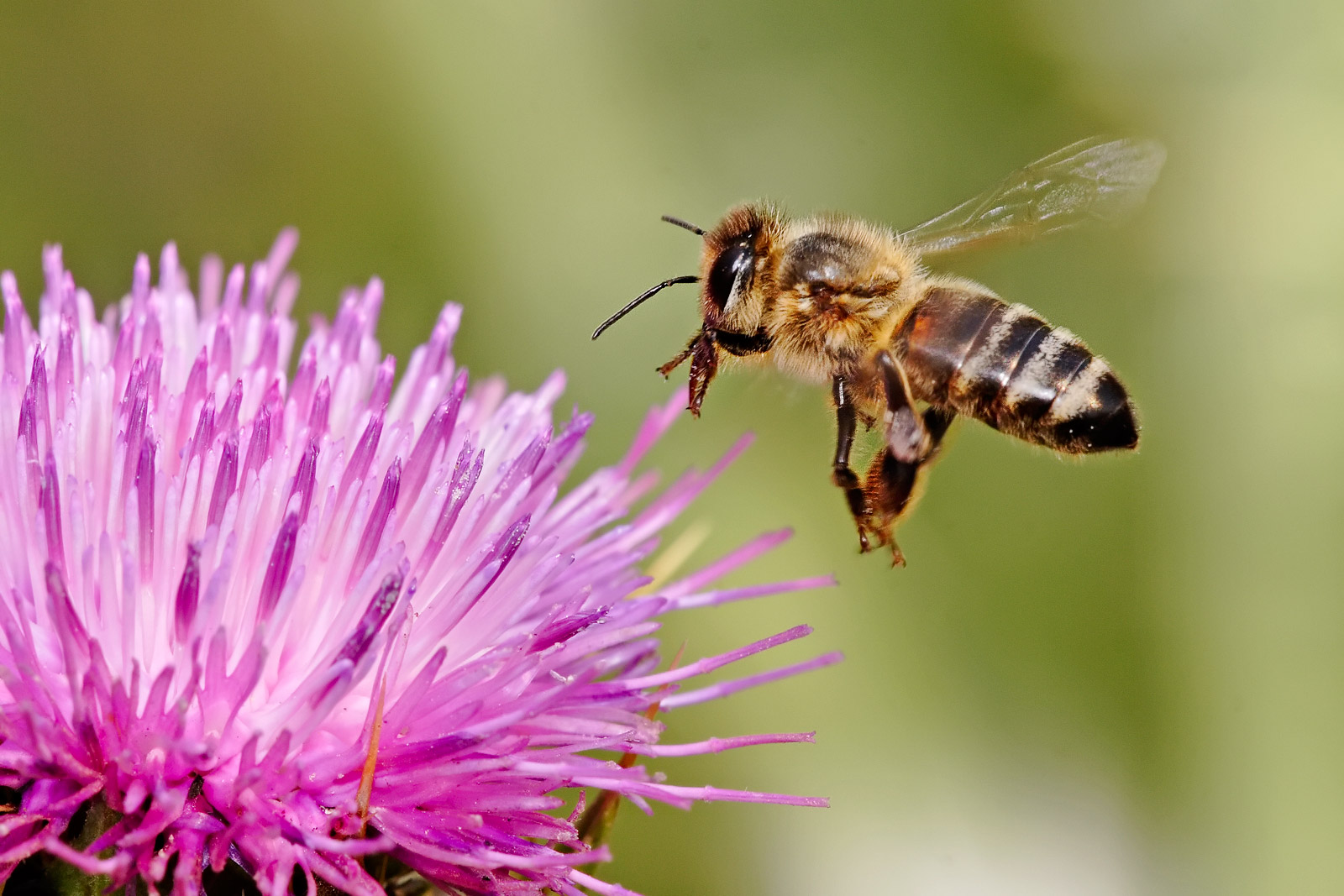 Do Bees Produce Value? A conversation between an ecological economist and a Marxist geographer