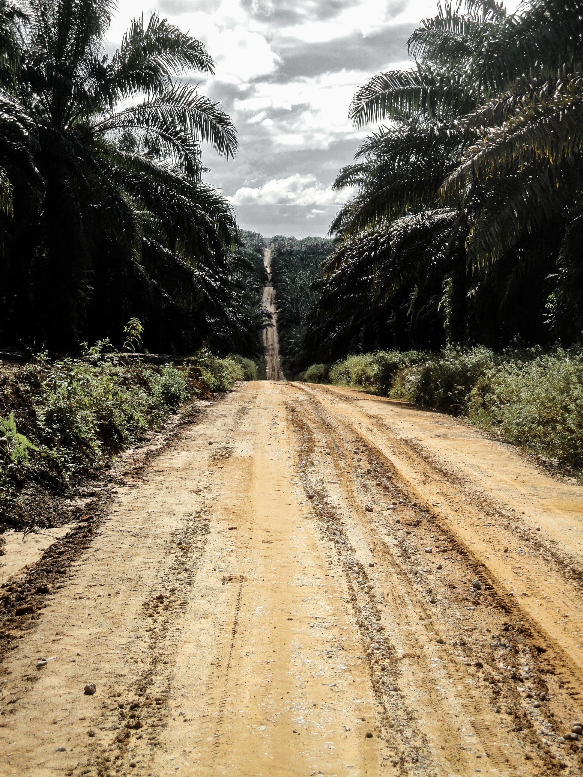 Rediscovering the palm oil business in East Kalimantan