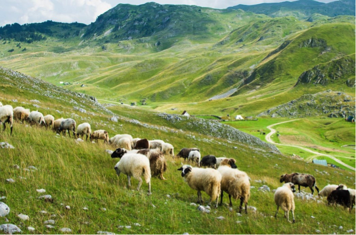 Saving a critical pastureland in Montenegro from the onslaught of military ‘development’