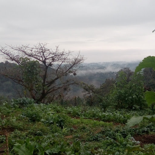 Building Eco-Paradise in End Times: Lessons from <em>Ecoaldeas</em> (Ecovillages) in Mexico