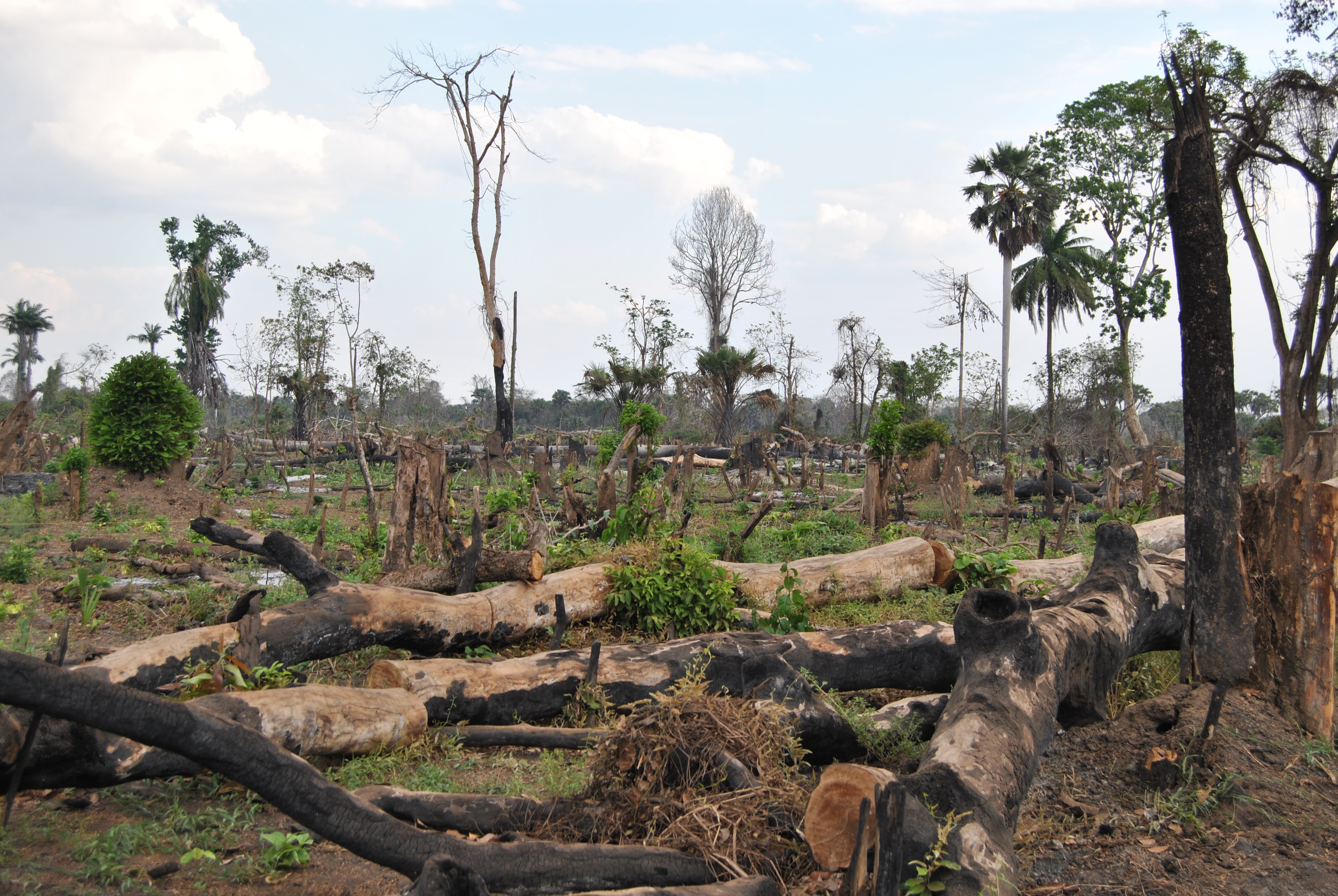 Too big to fail? REDD+ and the promise of forest-based climate mitigation