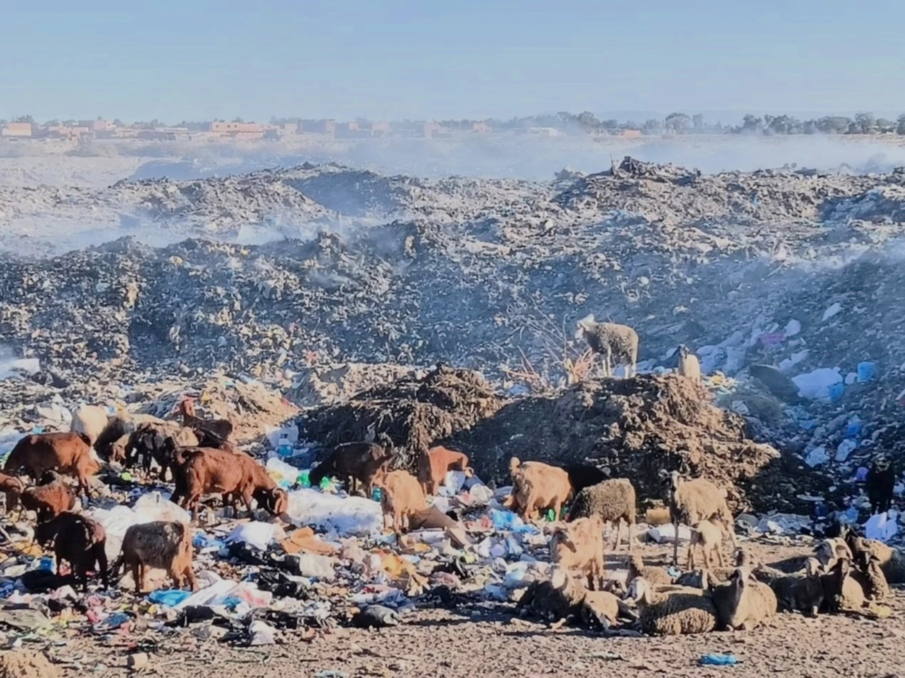 Wasted dunes: open-air landfills feeding Tunisian ruminants